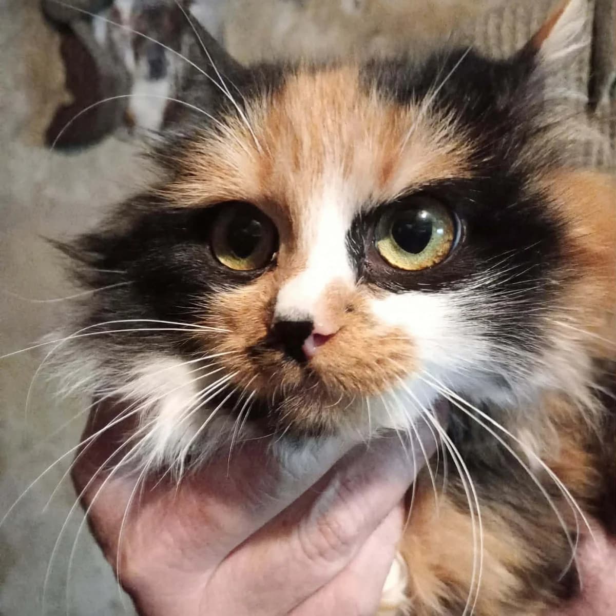 Shani, female Mixed Breed for adoption at Glücksnasen e.V. Tierschutzverein — photo 3 of 6