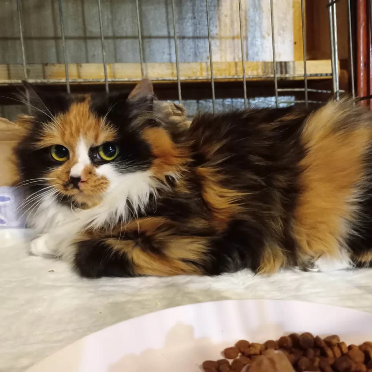 Shani, female Mixed Breed for adoption at Glücksnasen e.V. Tierschutzverein — photo 4 of 6