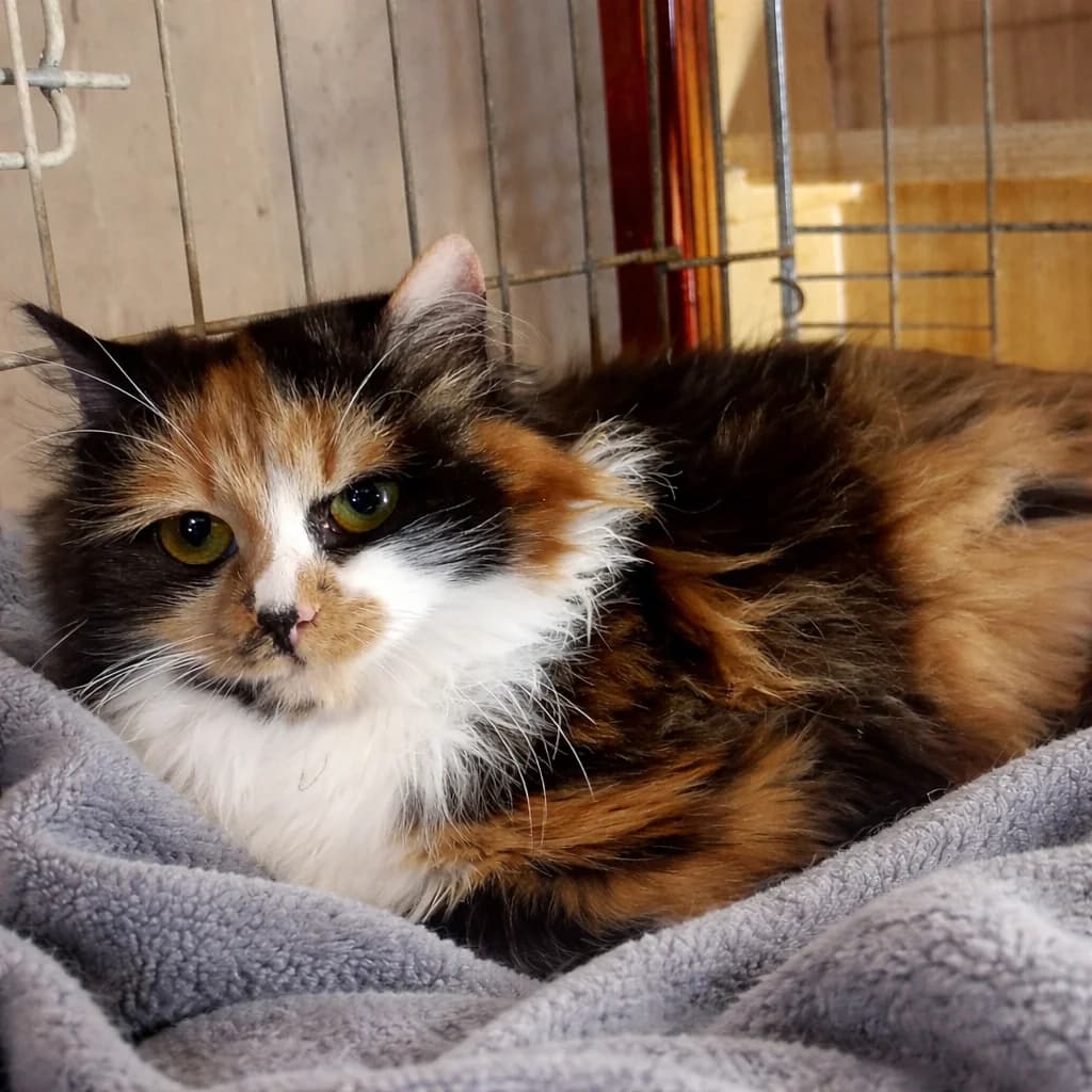 Shani, female Mixed Breed for adoption at Glücksnasen e.V. Tierschutzverein — photo 5 of 6