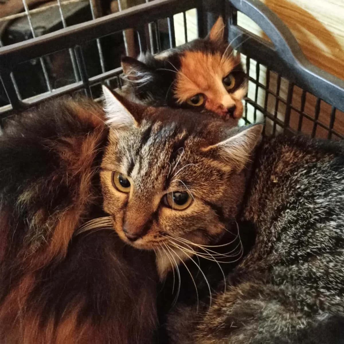 Shani, female Mixed Breed for adoption at Glücksnasen e.V. Tierschutzverein — photo 6 of 6