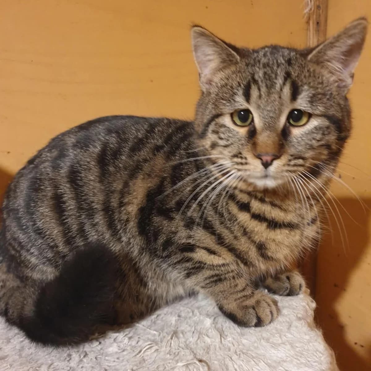 Silver, male Mixed Breed for adoption at Glücksnasen e.V. Tierschutzverein