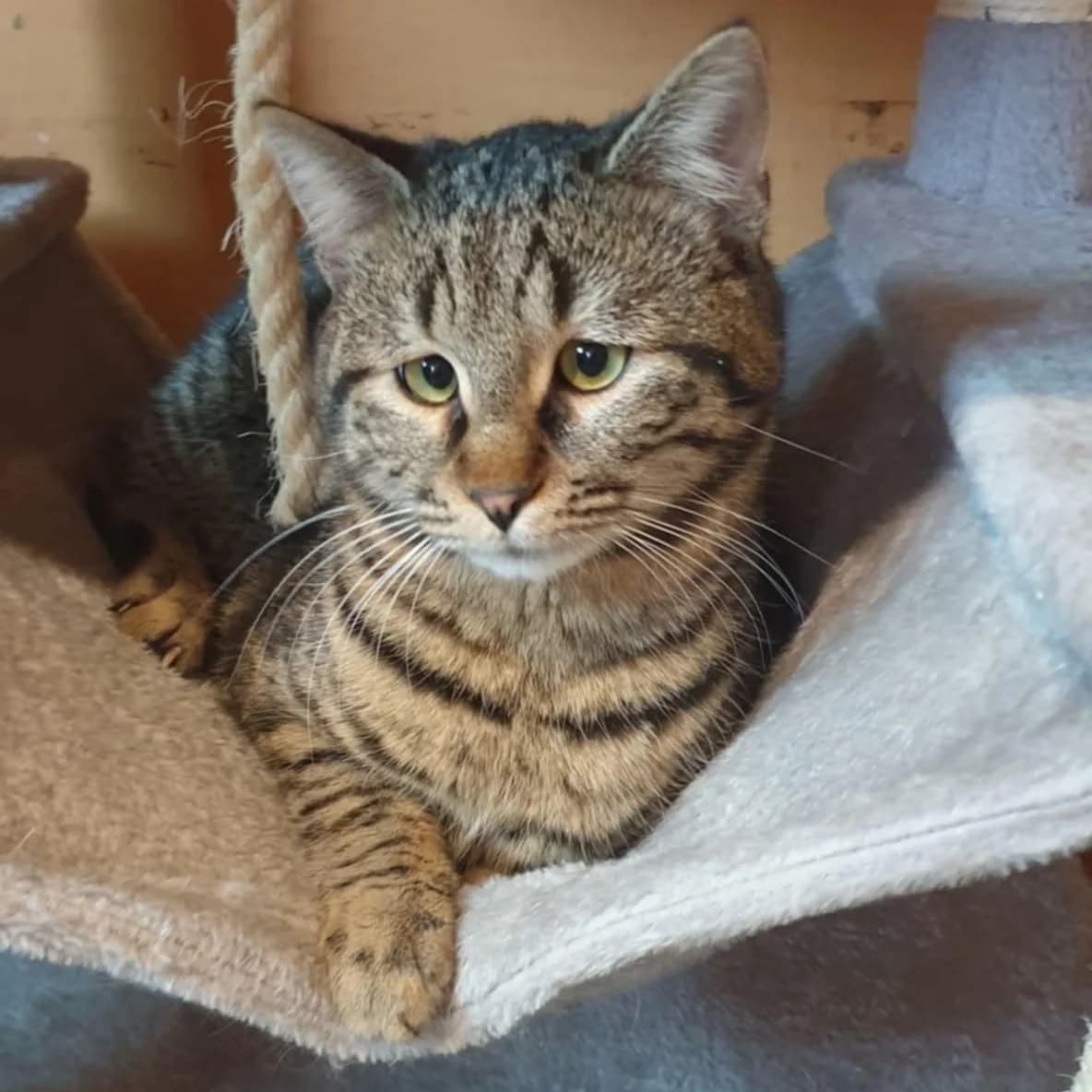 Silver, male Mixed Breed for adoption at Glücksnasen e.V. Tierschutzverein — photo 2 of 10