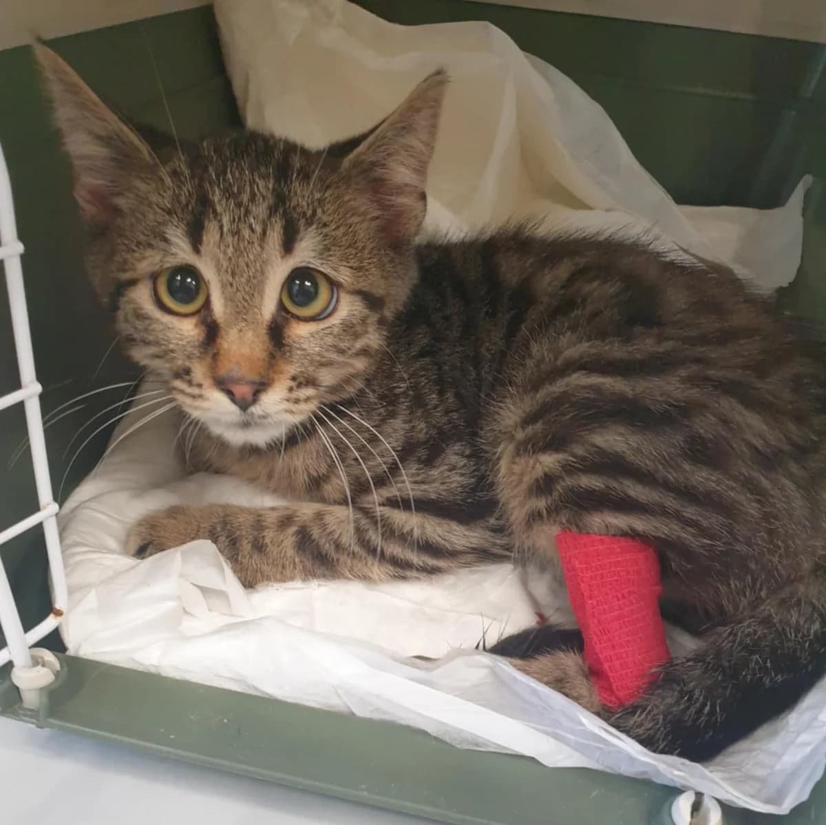 Silver, male Mixed Breed for adoption at Glücksnasen e.V. Tierschutzverein — photo 4 of 10