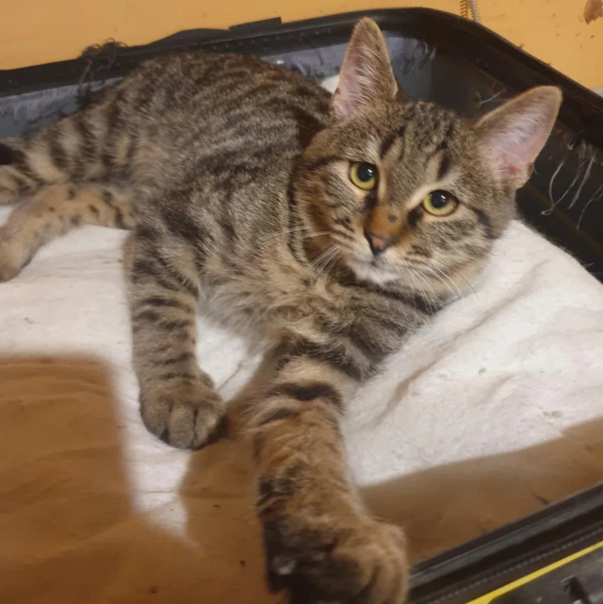 Silver, male Mixed Breed for adoption at Glücksnasen e.V. Tierschutzverein — photo 5 of 10