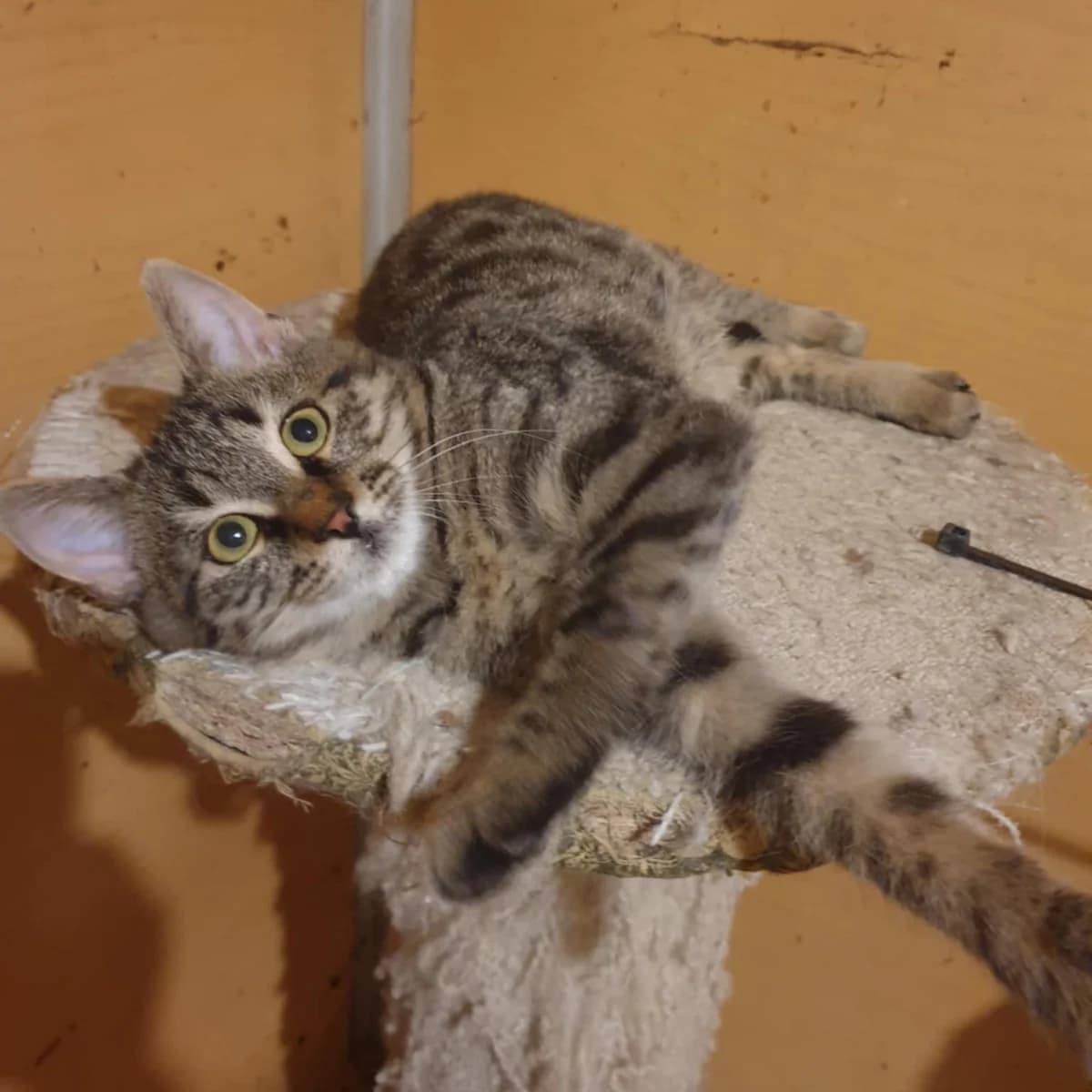 Silver, male Mixed Breed for adoption at Glücksnasen e.V. Tierschutzverein — photo 6 of 10