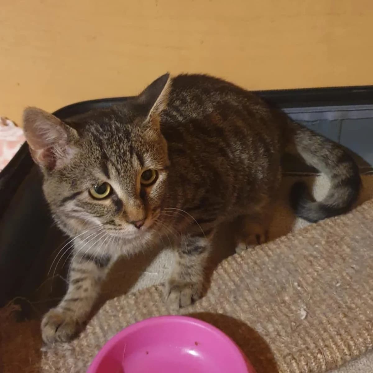 Silver, male Mixed Breed for adoption at Glücksnasen e.V. Tierschutzverein — photo 7 of 10