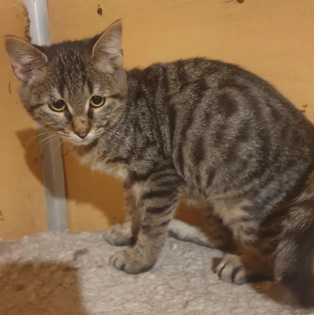 Silver, male Mixed Breed for adoption at Glücksnasen e.V. Tierschutzverein — photo 8 of 10