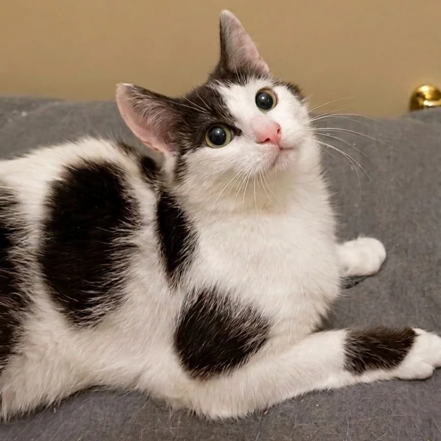 Sky, female young Mixed Breed for adoption at Glücksnasen e.V. Tierschutzverein