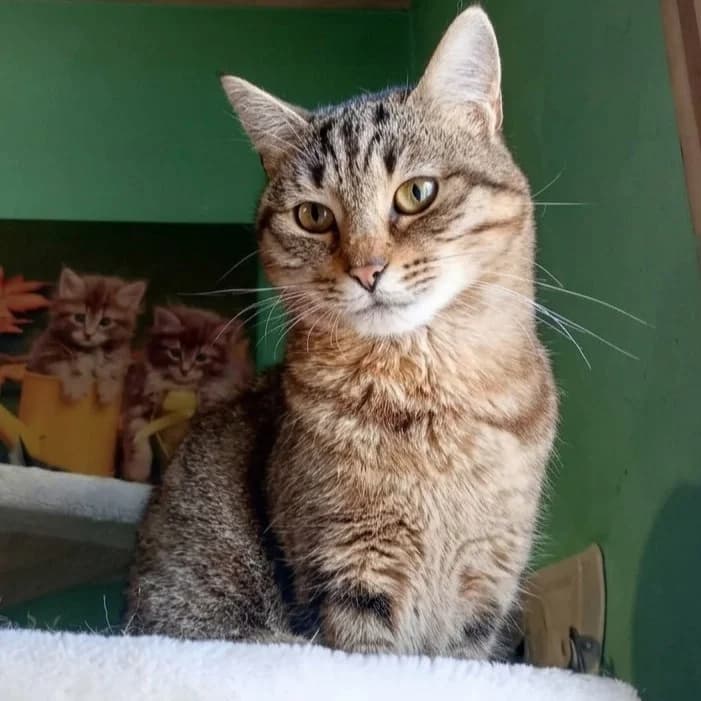 Suki, female young Mixed Breed for adoption at Glücksnasen e.V. Tierschutzverein