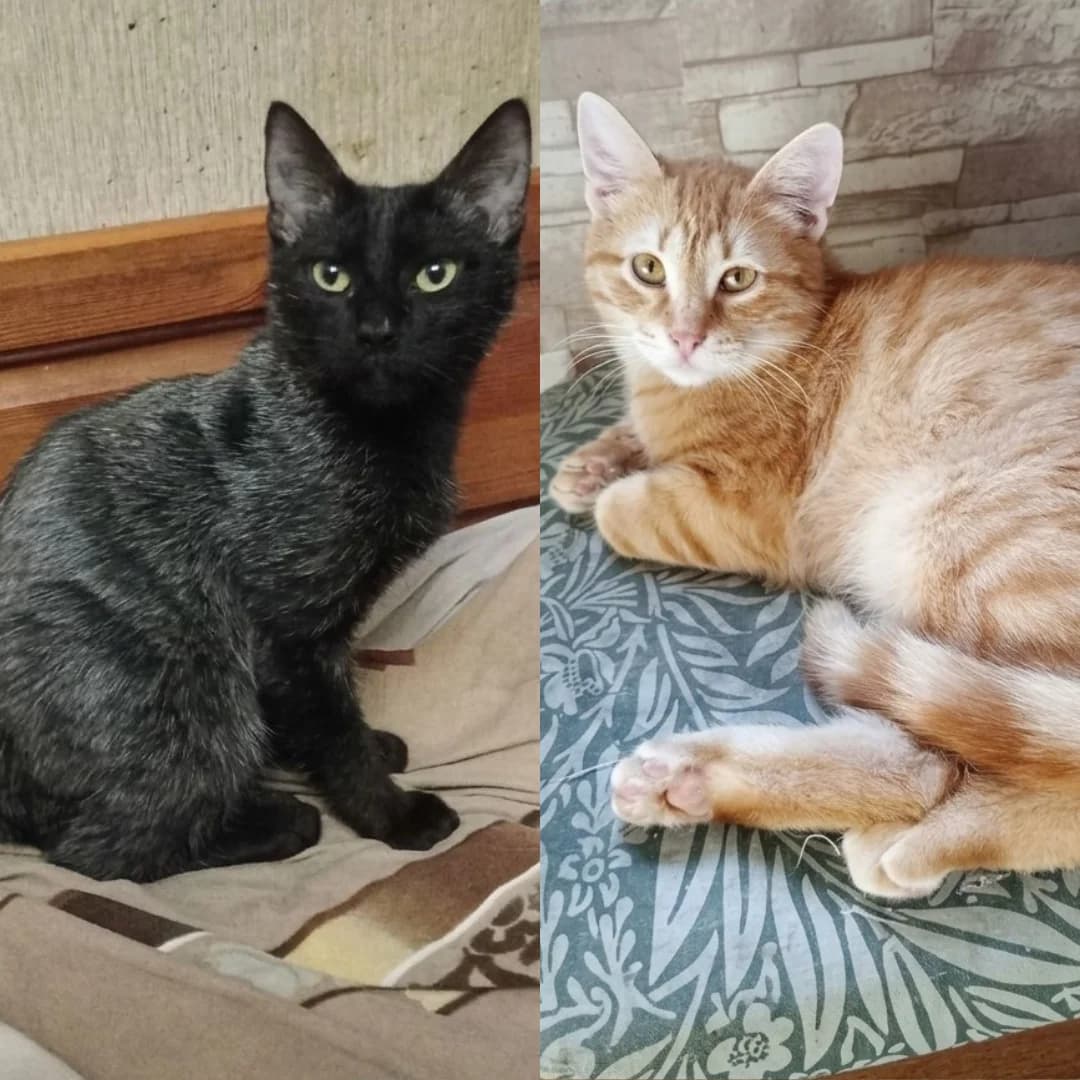 Taavi Finn, male Mixed Breed for adoption at Glücksnasen e.V. Tierschutzverein