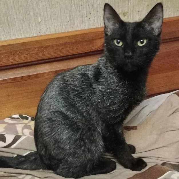 Taavi Finn, male Mixed Breed for adoption at Glücksnasen e.V. Tierschutzverein — photo 2 of 16