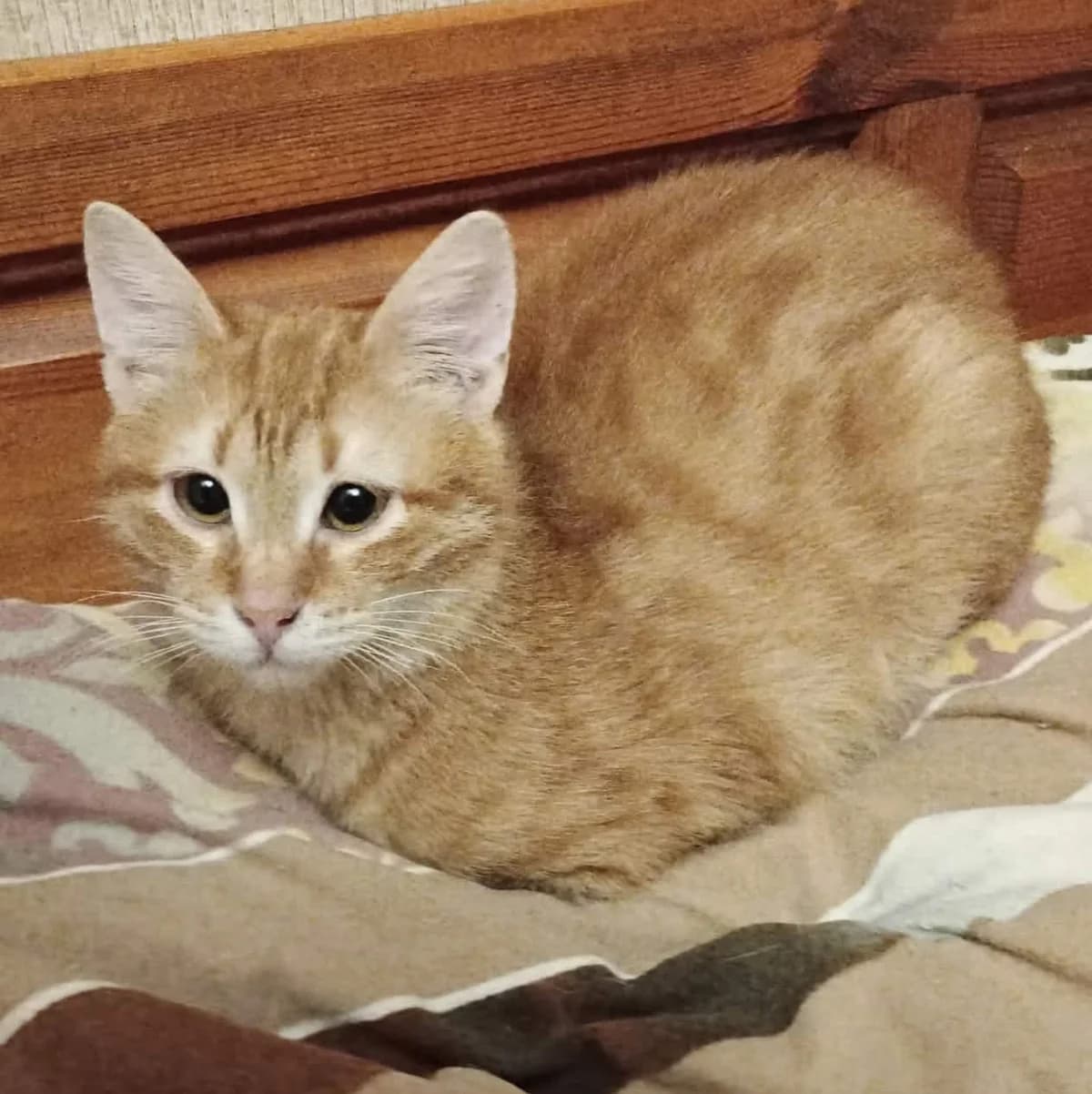 Taavi Finn, male Mixed Breed for adoption at Glücksnasen e.V. Tierschutzverein — photo 3 of 16