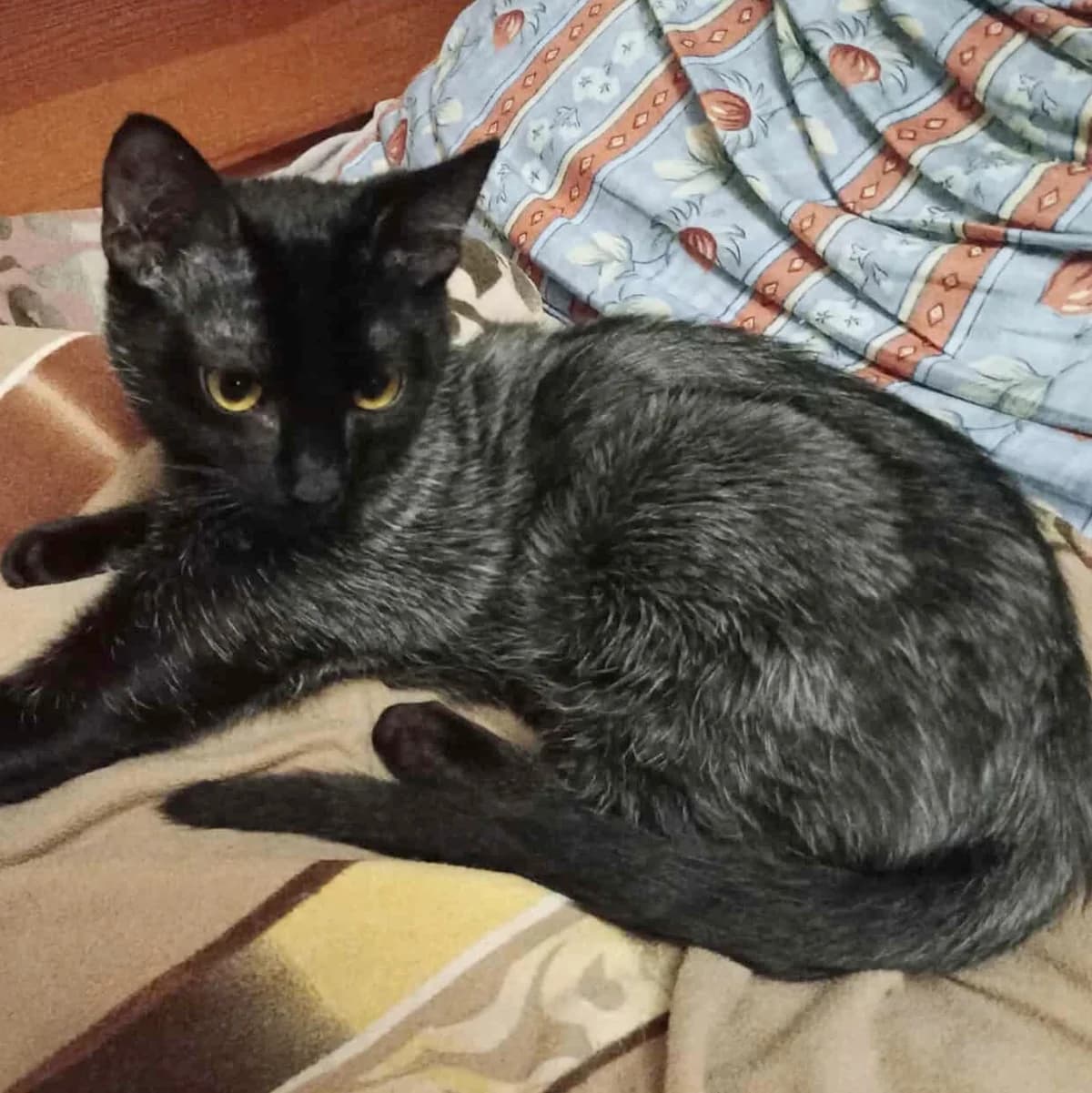 Taavi Finn, male Mixed Breed for adoption at Glücksnasen e.V. Tierschutzverein — photo 4 of 16