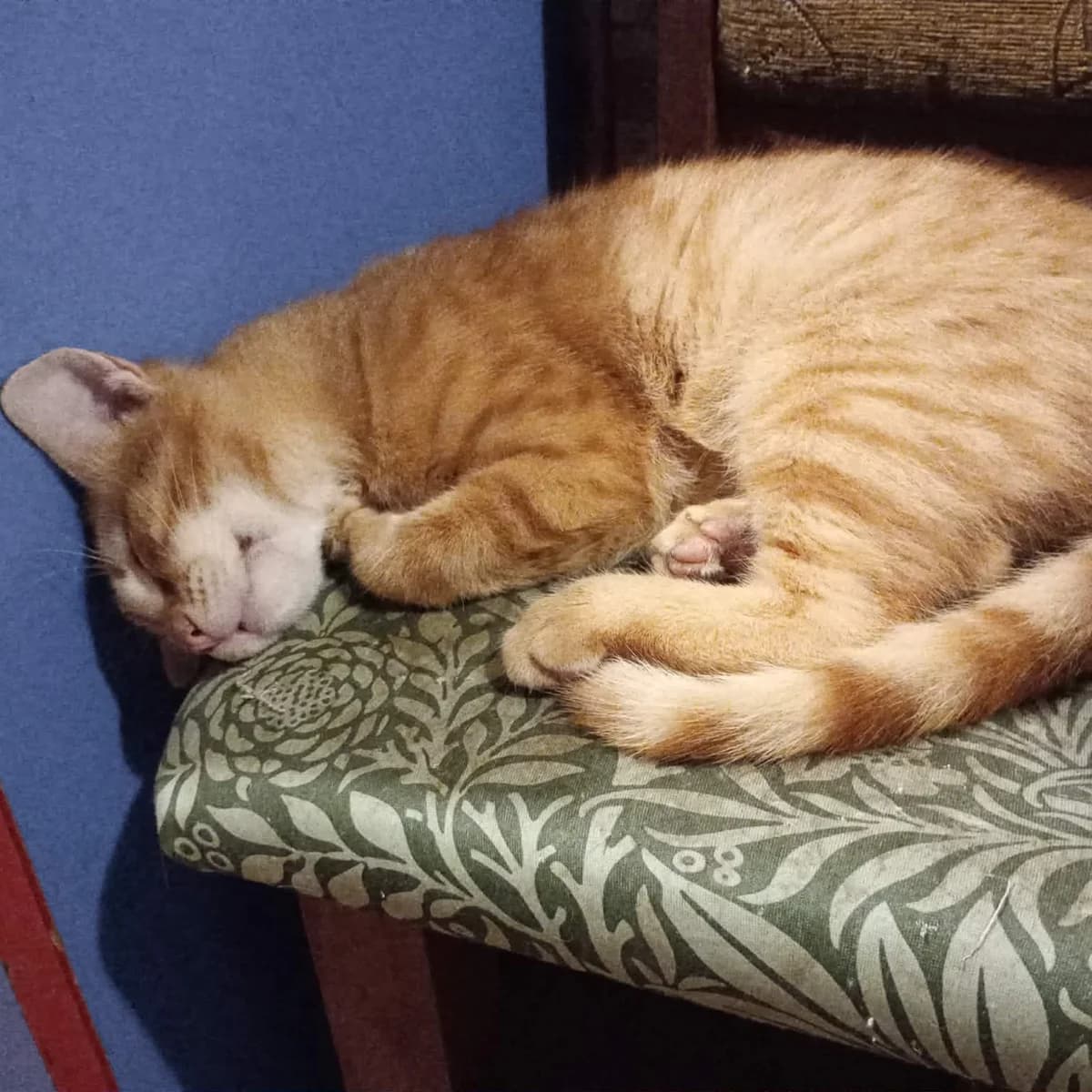 Taavi Finn, male Mixed Breed for adoption at Glücksnasen e.V. Tierschutzverein — photo 5 of 16