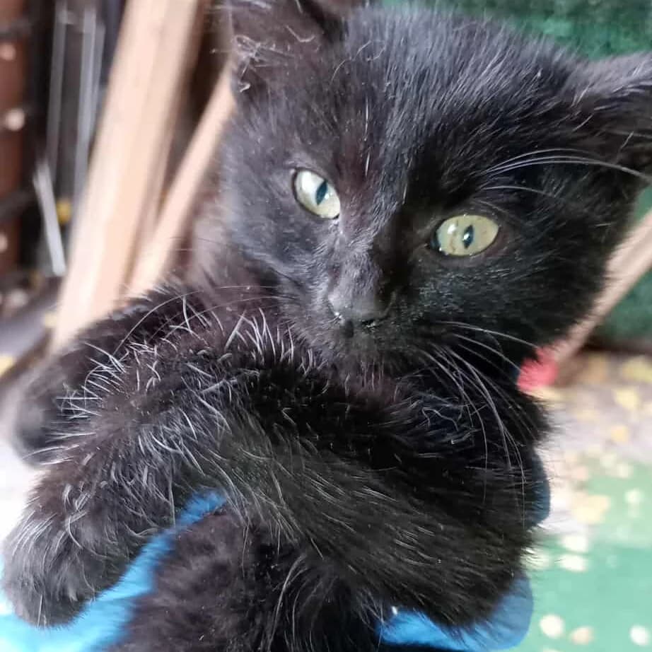 Taavi Finn, male Mixed Breed for adoption at Glücksnasen e.V. Tierschutzverein — photo 6 of 16