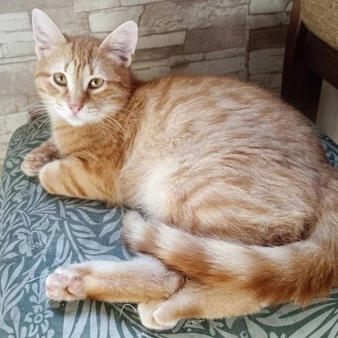 Taavi Finn, male Mixed Breed for adoption at Glücksnasen e.V. Tierschutzverein — photo 7 of 16