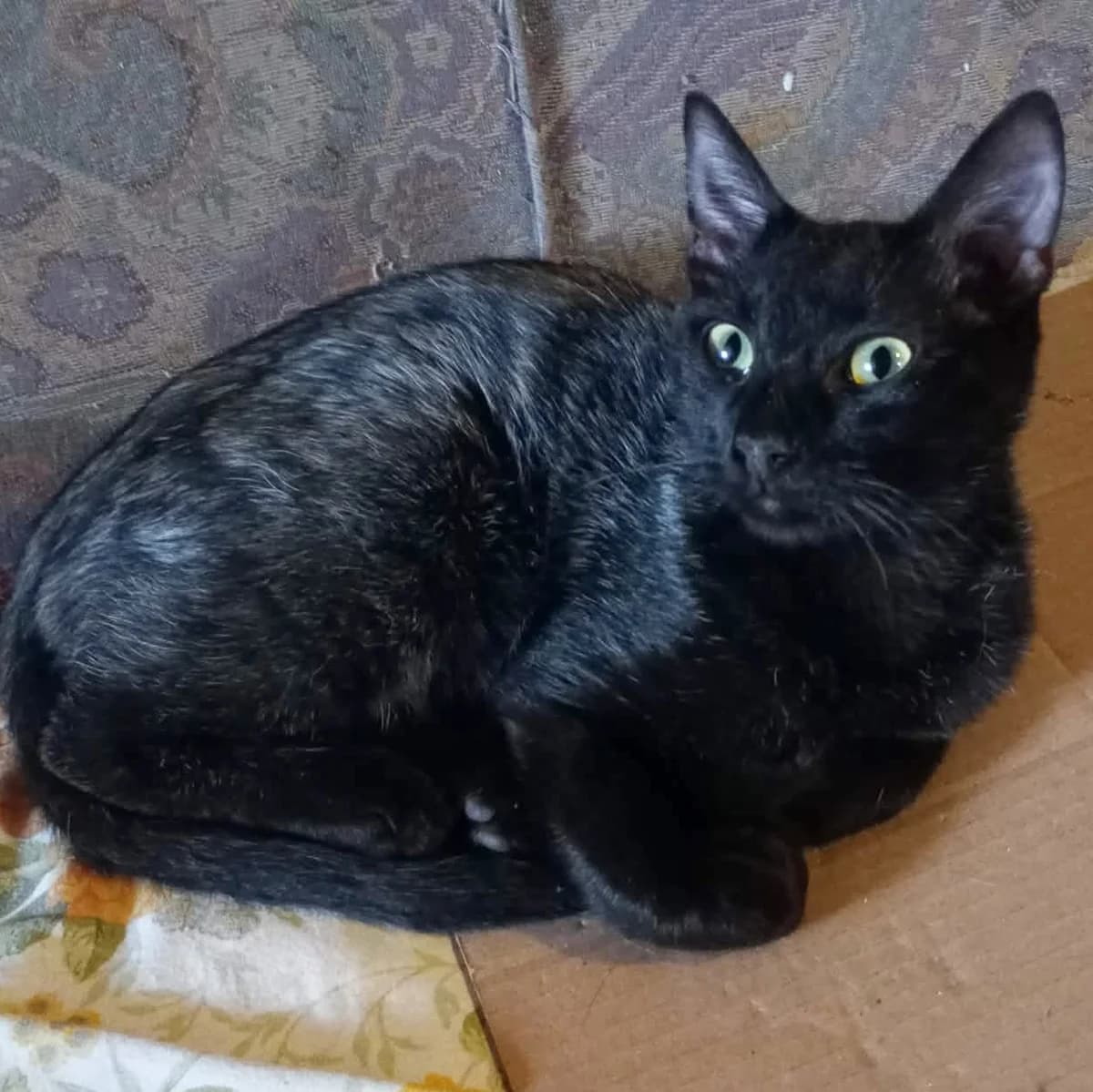 Taavi Finn, male Mixed Breed for adoption at Glücksnasen e.V. Tierschutzverein — photo 8 of 16