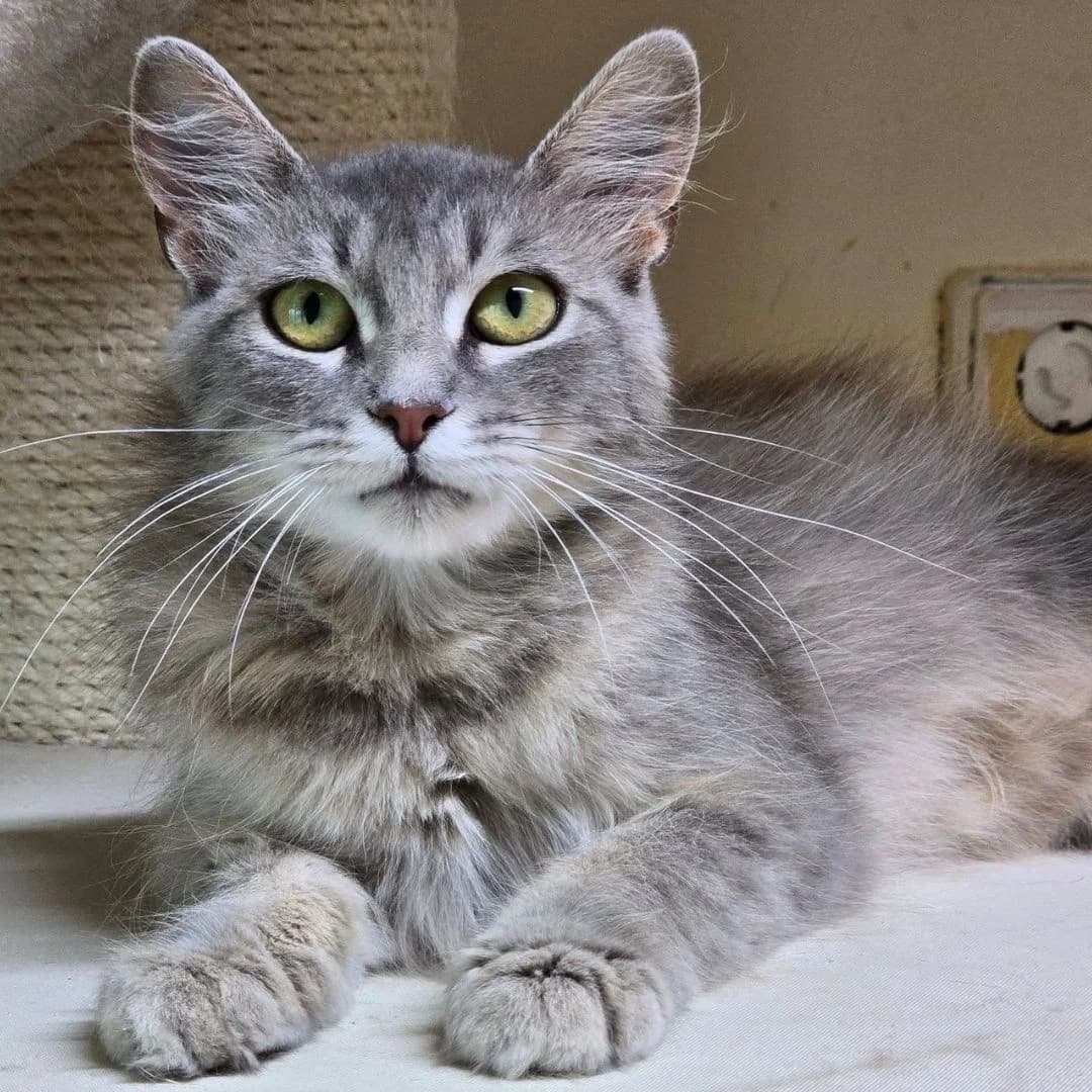 Willow, female young Mixed Breed for adoption at Glücksnasen e.V. Tierschutzverein
