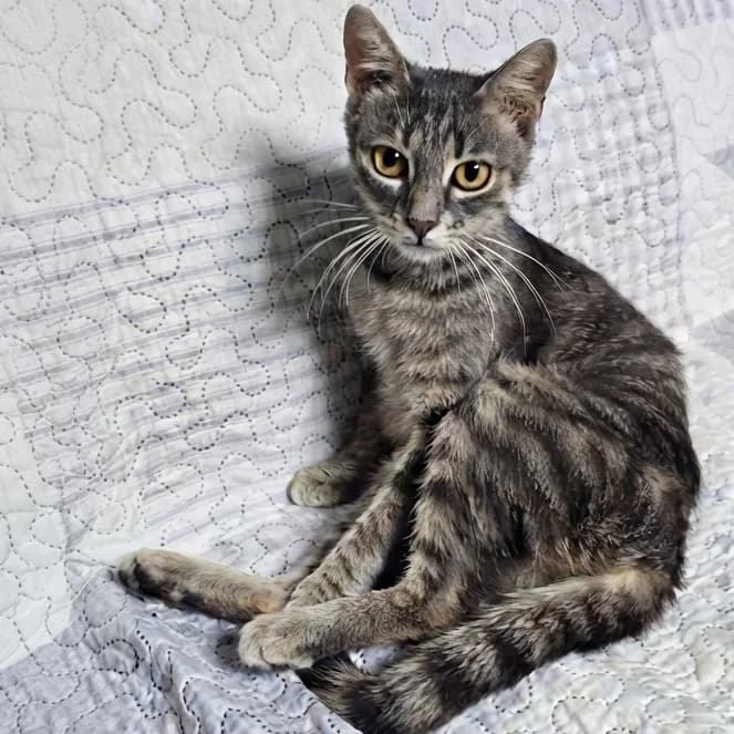 Ylvi, female young Mixed Breed for adoption at Glücksnasen e.V. Tierschutzverein