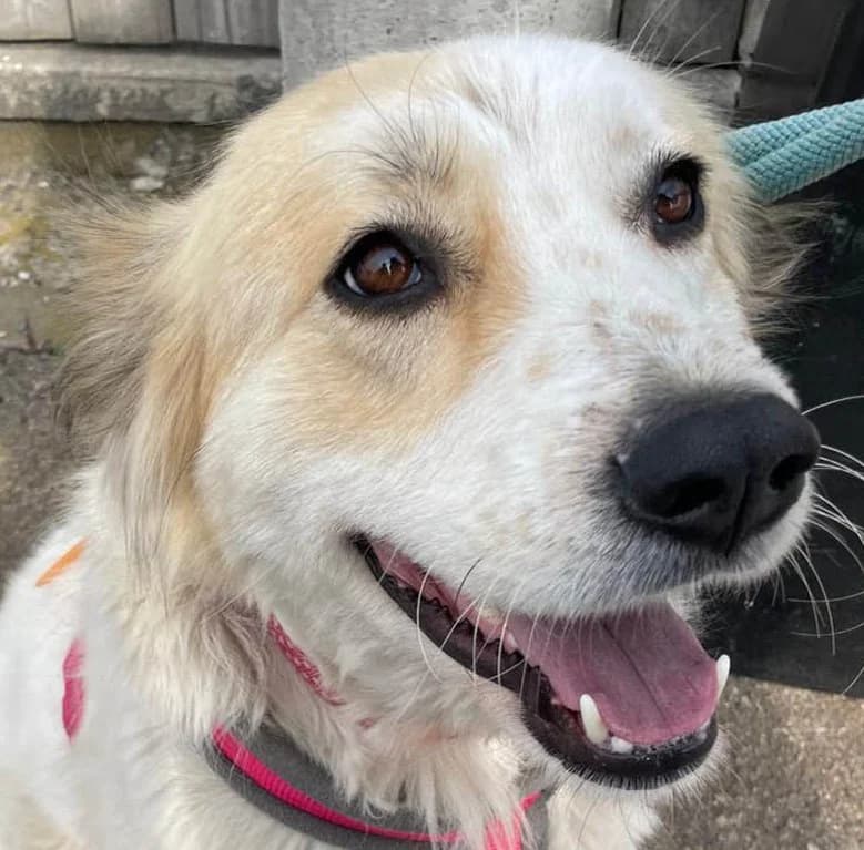 Aida, Mixed Breed (Grenzenlose Notfelle e.V.)