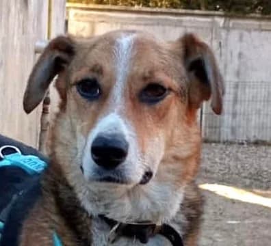 Alba2, female Mixed Breed for adoption at Grenzenlose Notfelle e.V.