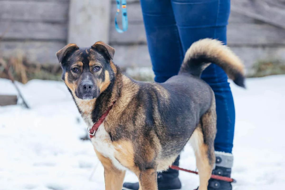 Amira, female senior Mixed Breed for adoption at Grenzenlose Notfelle e.V.