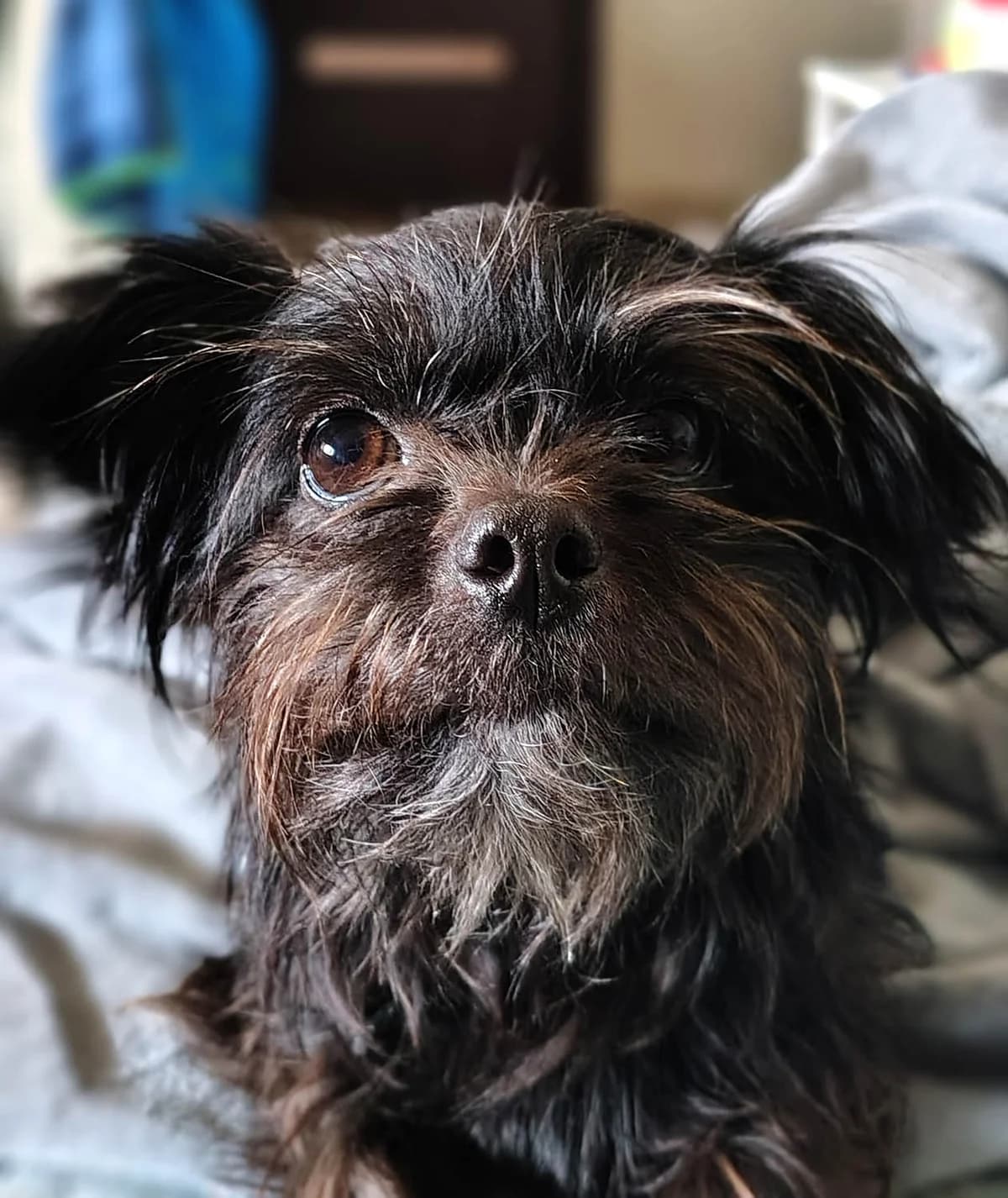 Aya, female senior Mixed Breed for adoption at Grenzenlose Notfelle e.V.