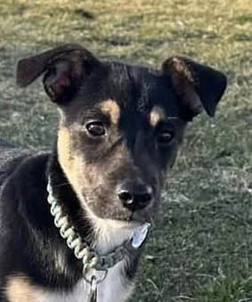 Bali, female senior Mixed Breed for adoption at Grenzenlose Notfelle e.V.