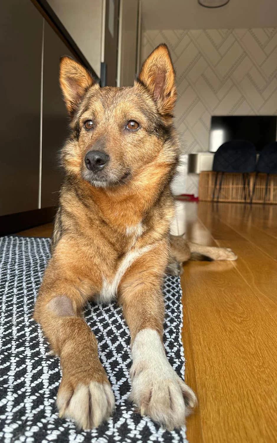 Ema1, female senior Mixed Breed for adoption at Grenzenlose Notfelle e.V.