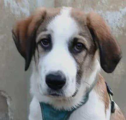 Geo1,  senior Mixed Breed for adoption at Grenzenlose Notfelle e.V., Dittelbrunn
