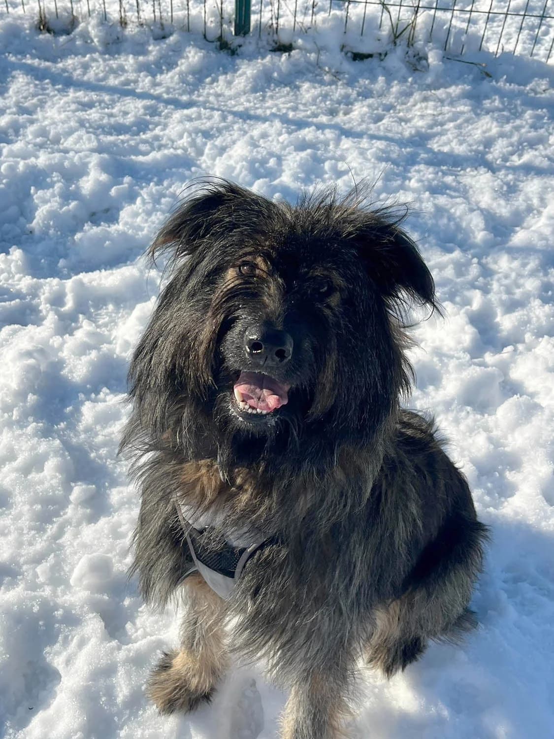 Grey, male 3yo Mixed Breed for adoption at Grenzenlose Notfelle e.V.