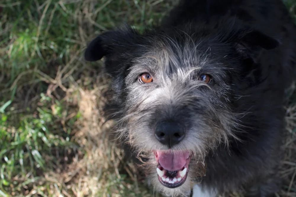 Jose, female senior Mixed Breed for adoption at Grenzenlose Notfelle e.V.