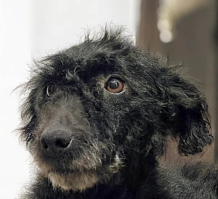 June, female Mixed Breed for adoption at Grenzenlose Notfelle e.V.