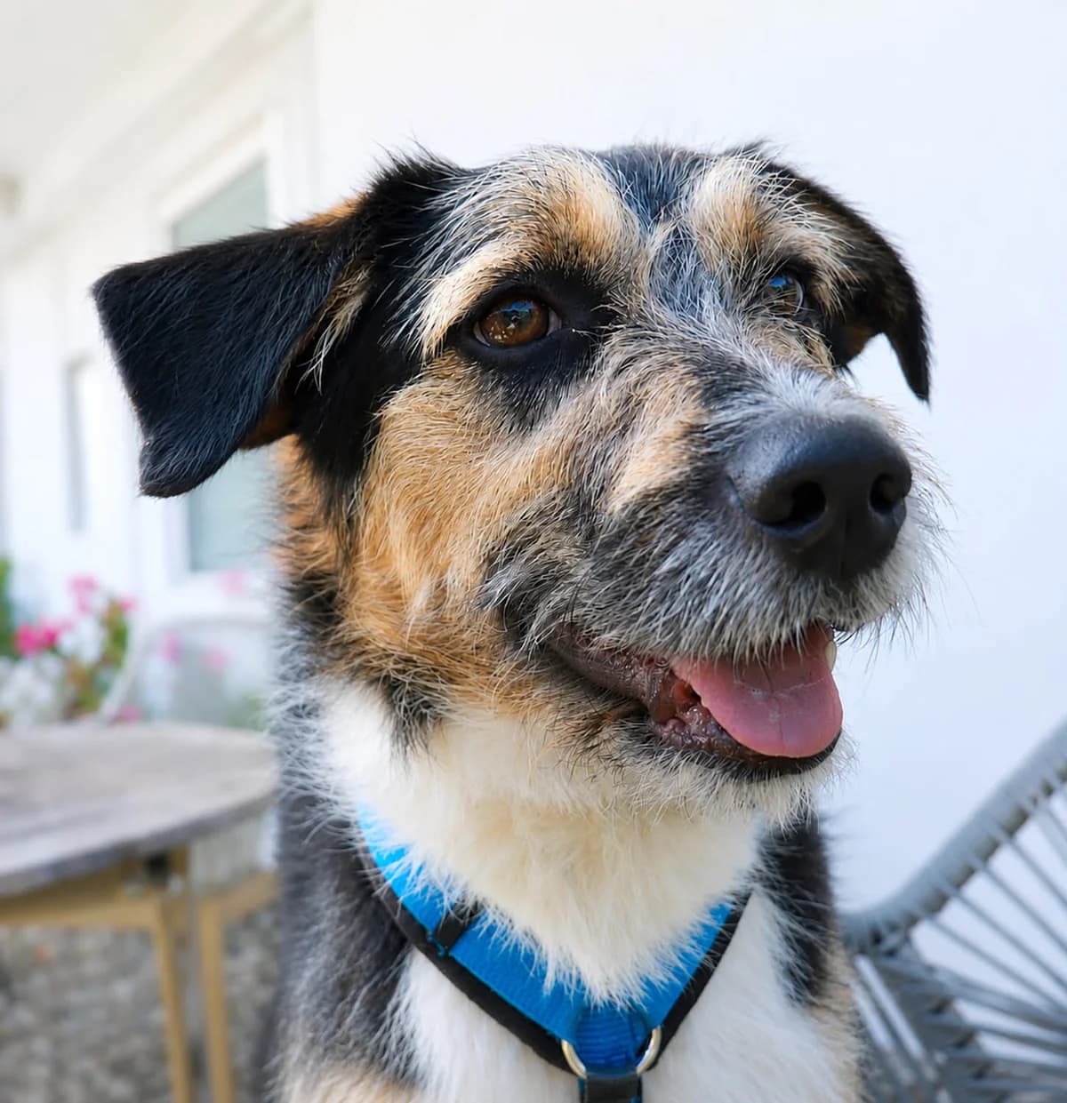 Lucy1, female senior Mixed Breed for adoption at Grenzenlose Notfelle e.V., Dittelbrunn