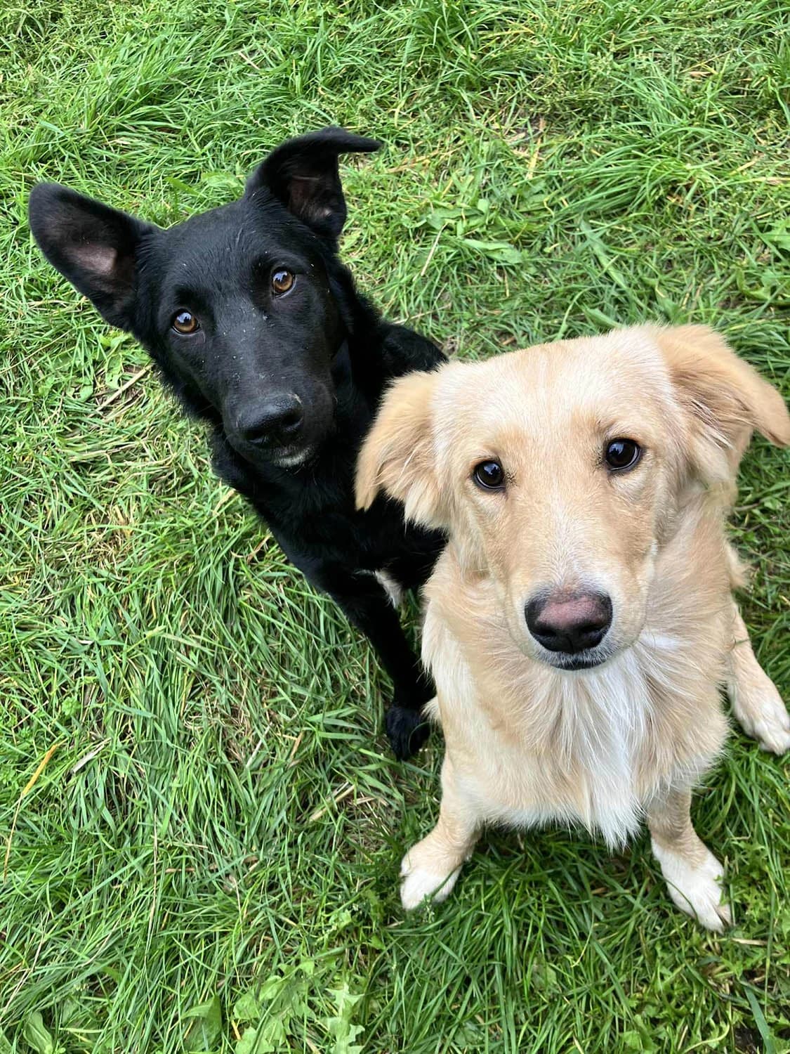 Margo, female senior Mixed Breed for adoption at Grenzenlose Notfelle e.V.