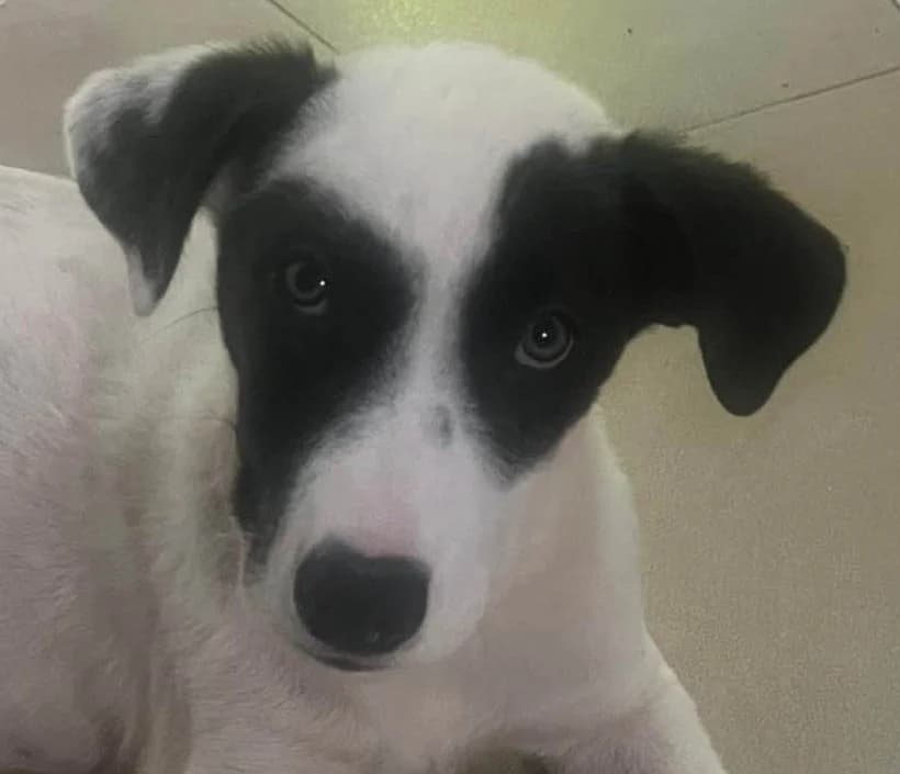 Melba, Mixed Breed (Grenzenlose Notfelle e.V.)