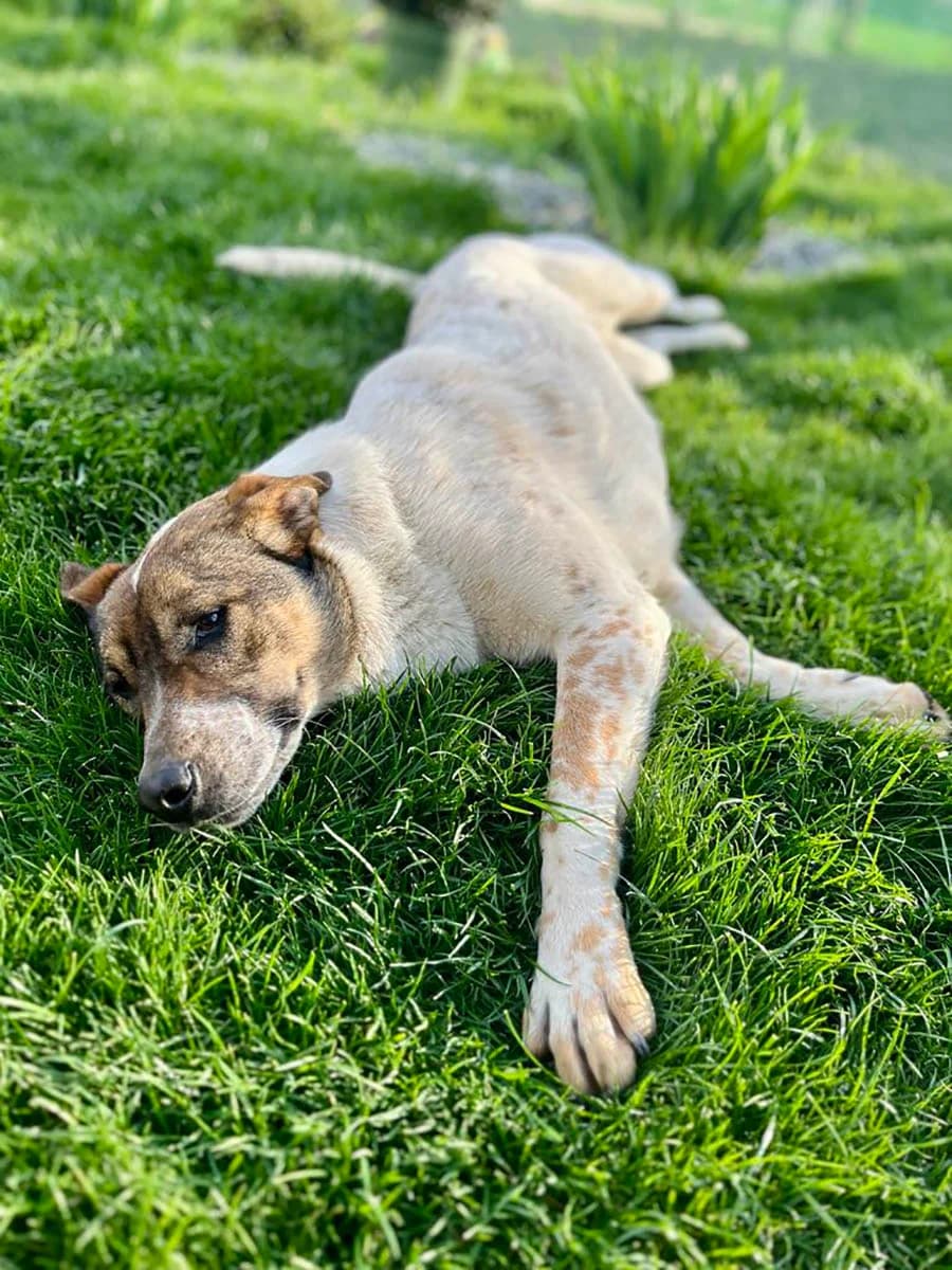 Olive, female 3yo Mixed Breed for adoption at Grenzenlose Notfelle e.V.