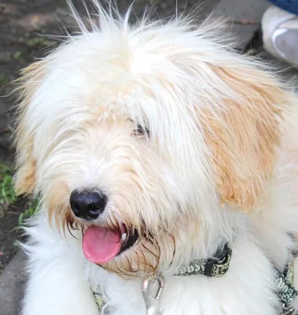 Radya, female senior Mixed Breed for adoption at Grenzenlose Notfelle e.V., Dittelbrunn