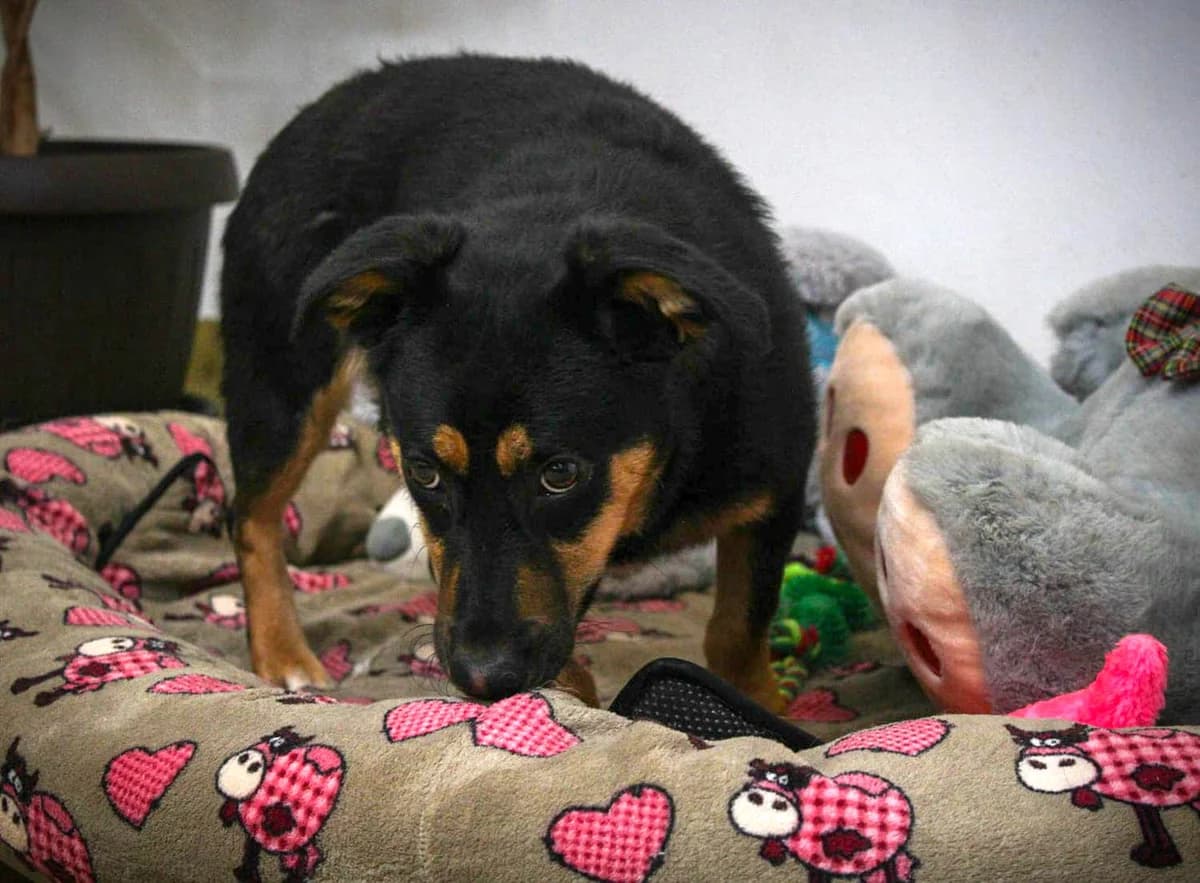 Rica, female young Mixed Breed for adoption at Grenzenlose Notfelle e.V.