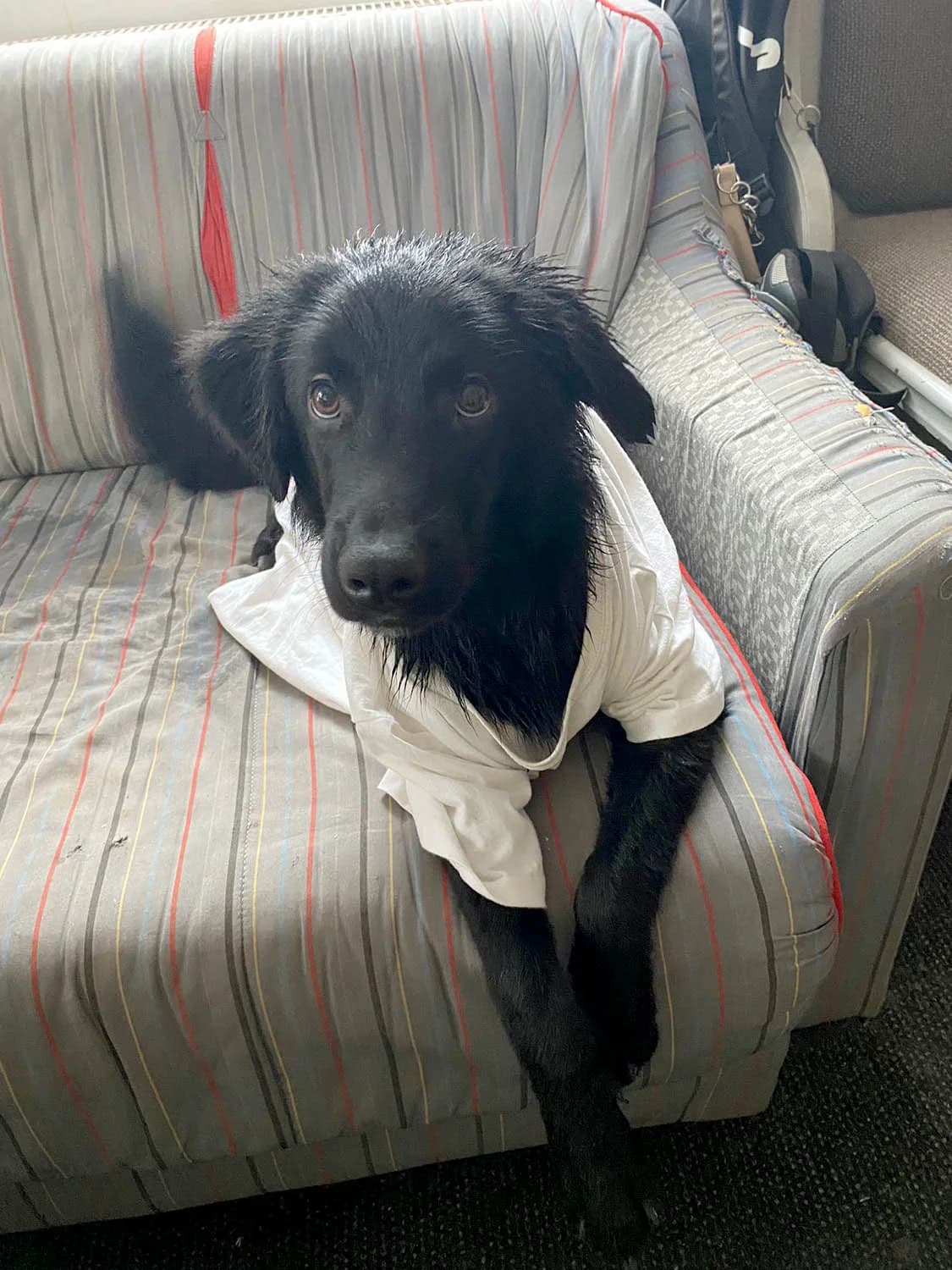 Rollo, male senior Mixed Breed for adoption at Grenzenlose Notfelle e.V.