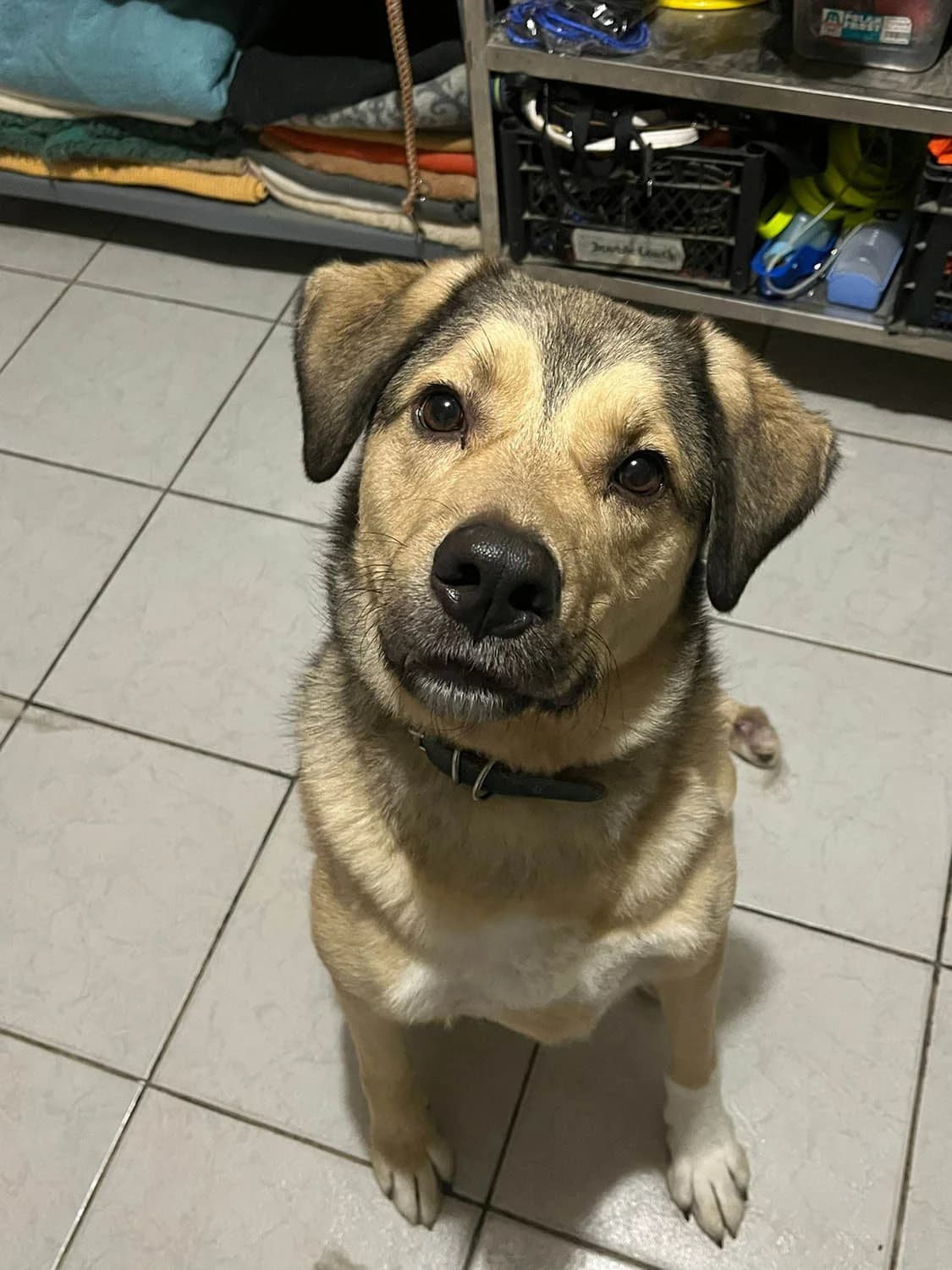 Romeo, male senior Mixed Breed for adoption at Grenzenlose Notfelle e.V., Dittelbrunn