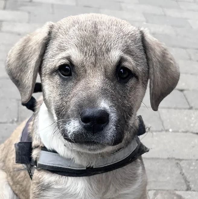 Sami, female puppy Mixed Breed for adoption at Grenzenlose Notfelle e.V.