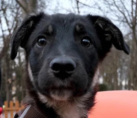 Sio, male senior Mixed Breed for adoption at Grenzenlose Notfelle e.V.
