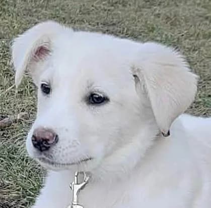 Sully, male senior Mixed Breed for adoption at Grenzenlose Notfelle e.V.