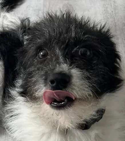 Tilia, female senior Mixed Breed for adoption at Grenzenlose Notfelle e.V., Dittelbrunn