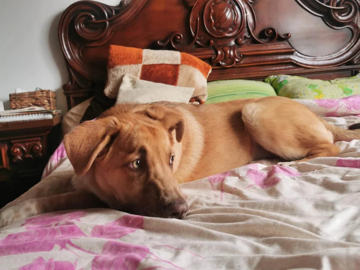 Toby1, male senior Mixed Breed for adoption at Grenzenlose Notfelle e.V.