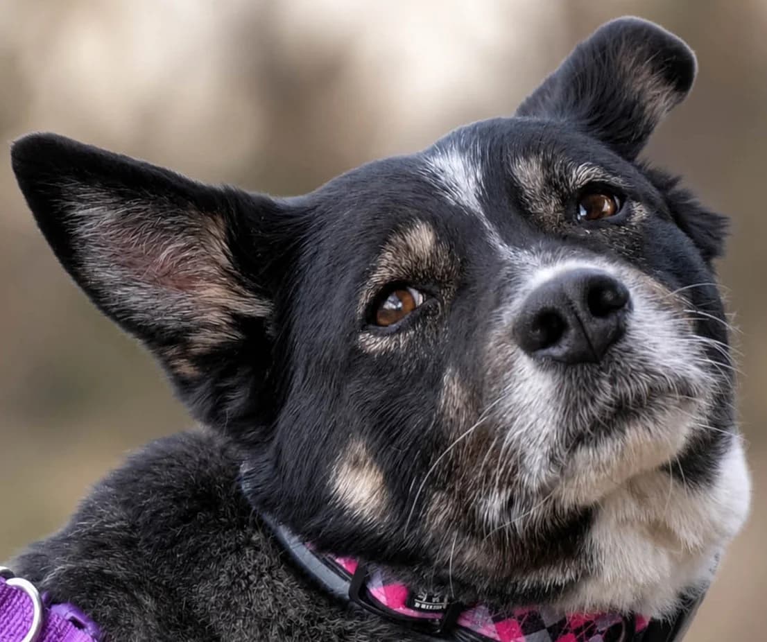 Unica, female senior Mixed Breed for adoption at Grenzenlose Notfelle e.V., Dittelbrunn