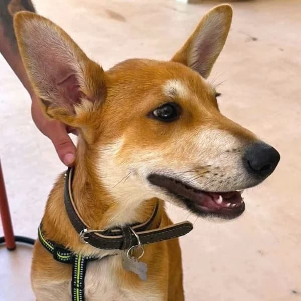 Ace, male Mixed Breed for adoption at Griechische Pfötchen suchen ein Zuhause e.V., Norderstedt