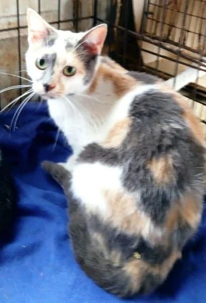 Ammy, female European Shorthair for adoption at Griechische Pfötchen suchen ein Zuhause e.V., Norderstedt