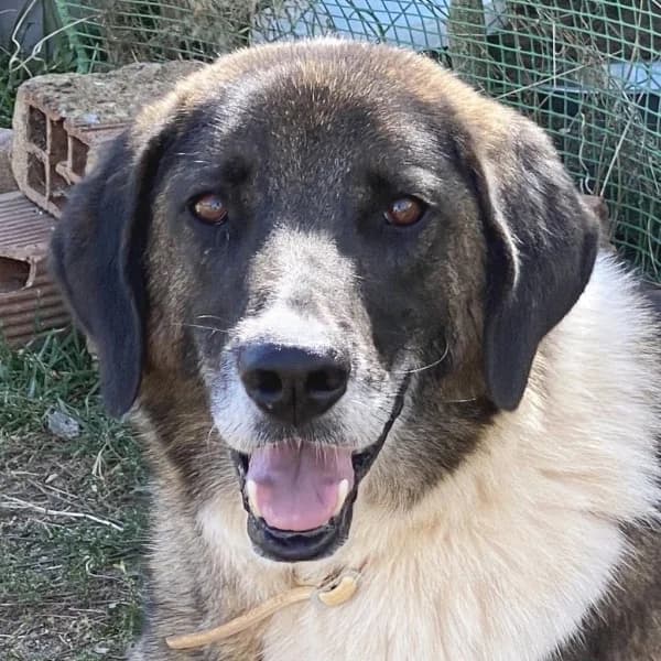 Bo, male mixed breed for adoption at Griechische Pfötchen suchen ein Zuhause e.V., Norderstedt